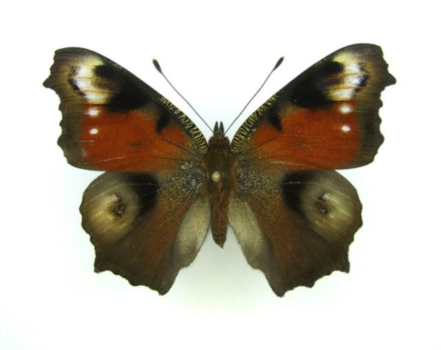 Inachis io (ab2) Internet Image property of respective owner, non-commercial use only